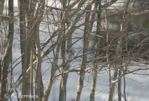 Linnut002