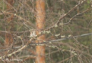 Linnut003