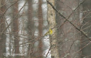 Linnut005